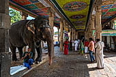 The temple elephant of Kumbheshvara temple of Kumbakonam, Tamil Nadu.  